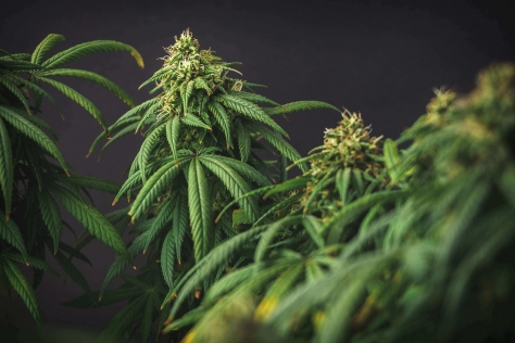 Cannabis Pflanze