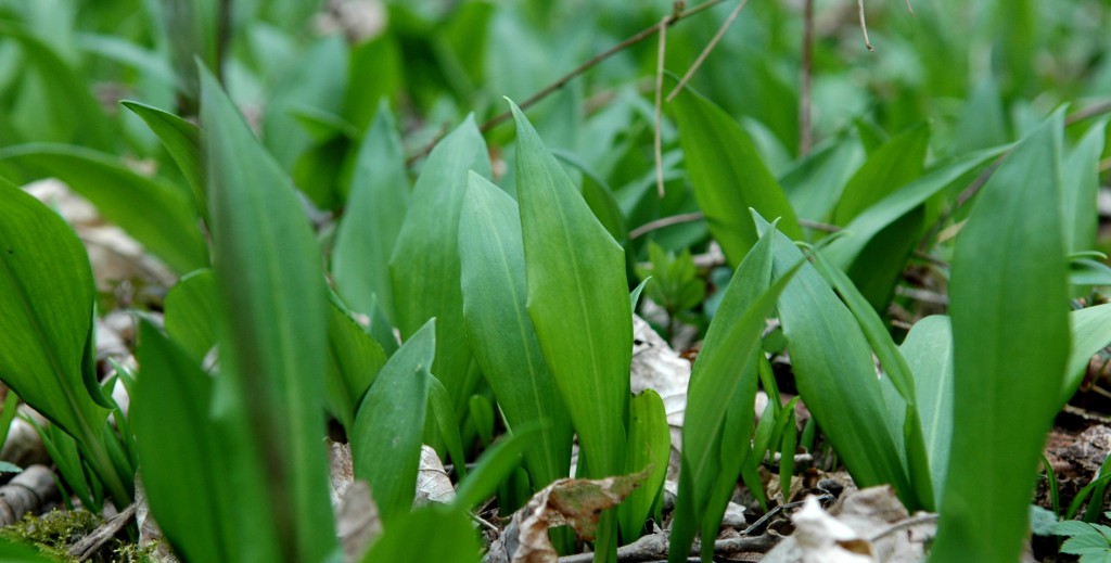 Bärlauch im Wald