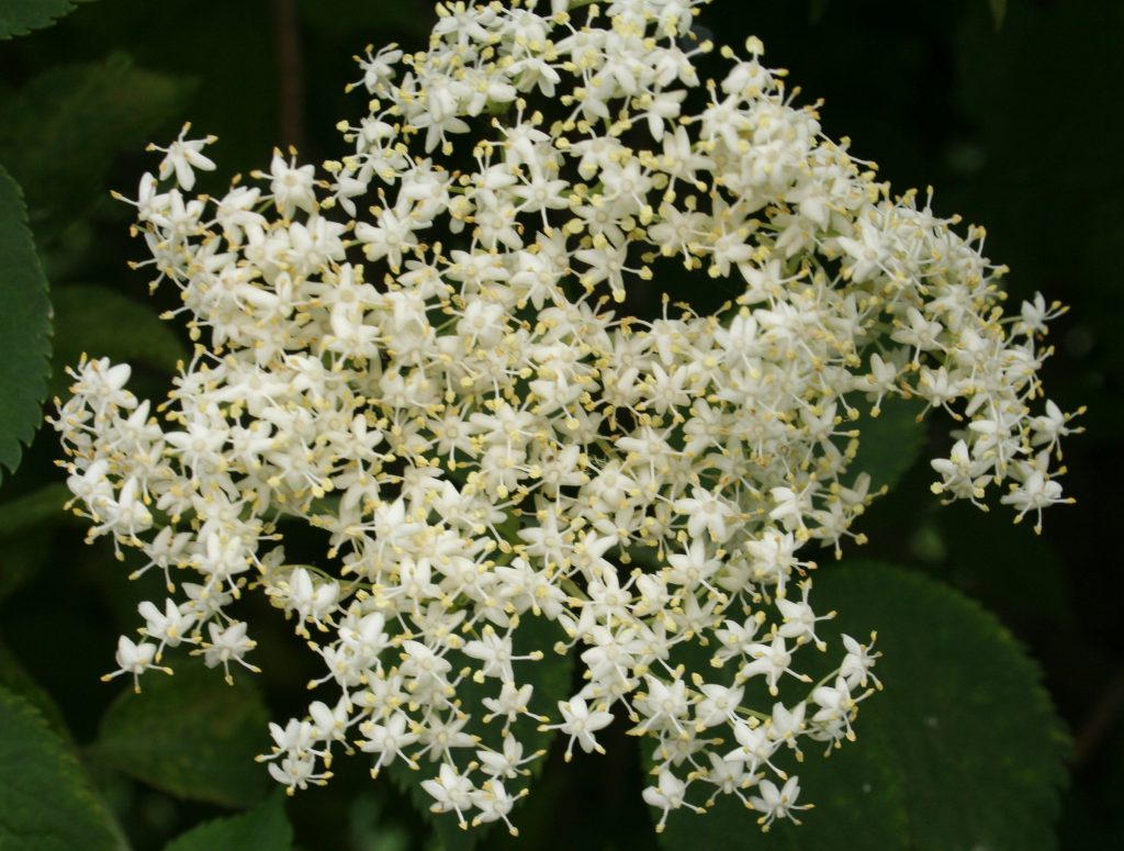 Eine Holunderblüte in voller Pracht