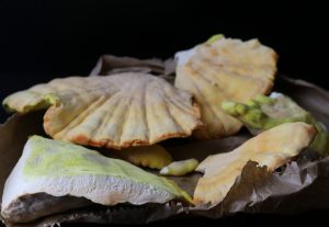 Frische Schwefelporlinge