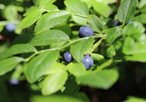 Blaubeeren am Strauch