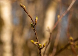 Genau die richtige Größe zum Ernten: Birkenknospen