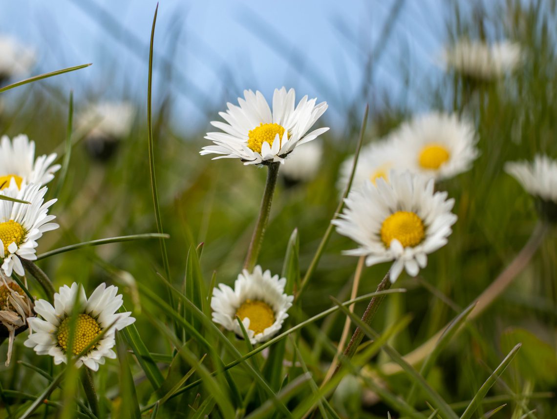 Gänseblümchen auf einer Wiese