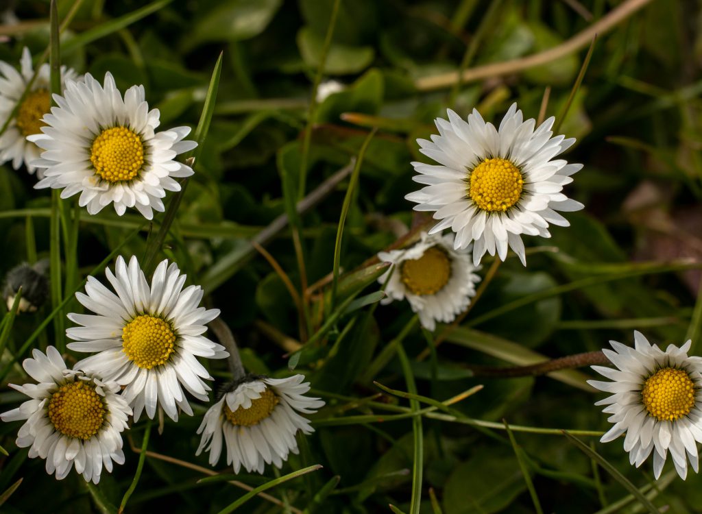 Gänseblümchen, ein wahres Superfood
