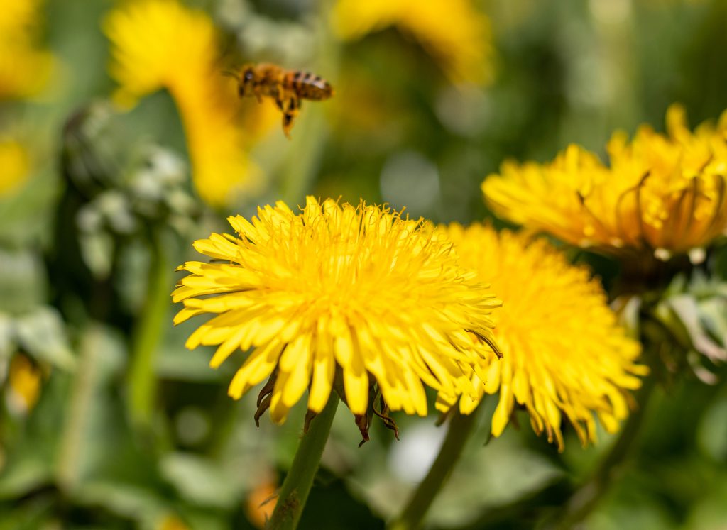 Löwenzahnblüten