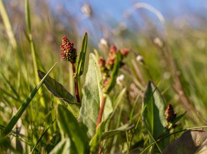 Sauerampfer mit beginnender Blüte