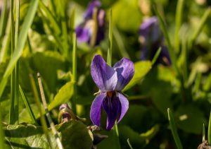 Veilchen, essbare Wildblumen