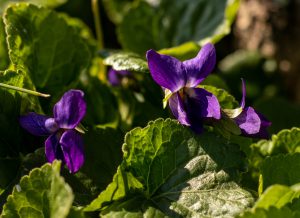 Duftveilchen, bescheidene kleine Blumen