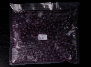 An Tag 8 sind die Blaubeeren perfekt und die Hülle ist stark aufgebläht