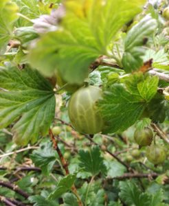 Frische Stachelbeeren am Strauch