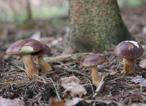 Pilzglück im Herbstwald, hier Maronenröhrlinge