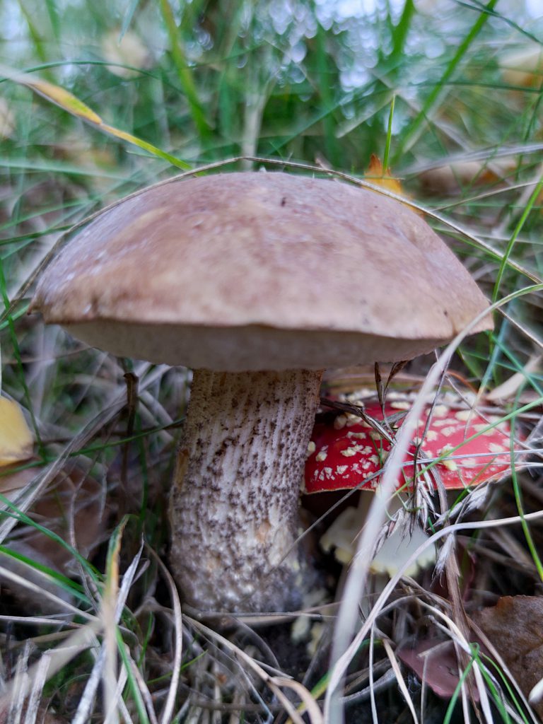 Ein Birkenpilz im Gras mit Fliegenpilz