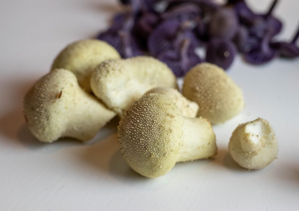 Manchmal sind Flaschenstäublinge leicht gelblich oder beige