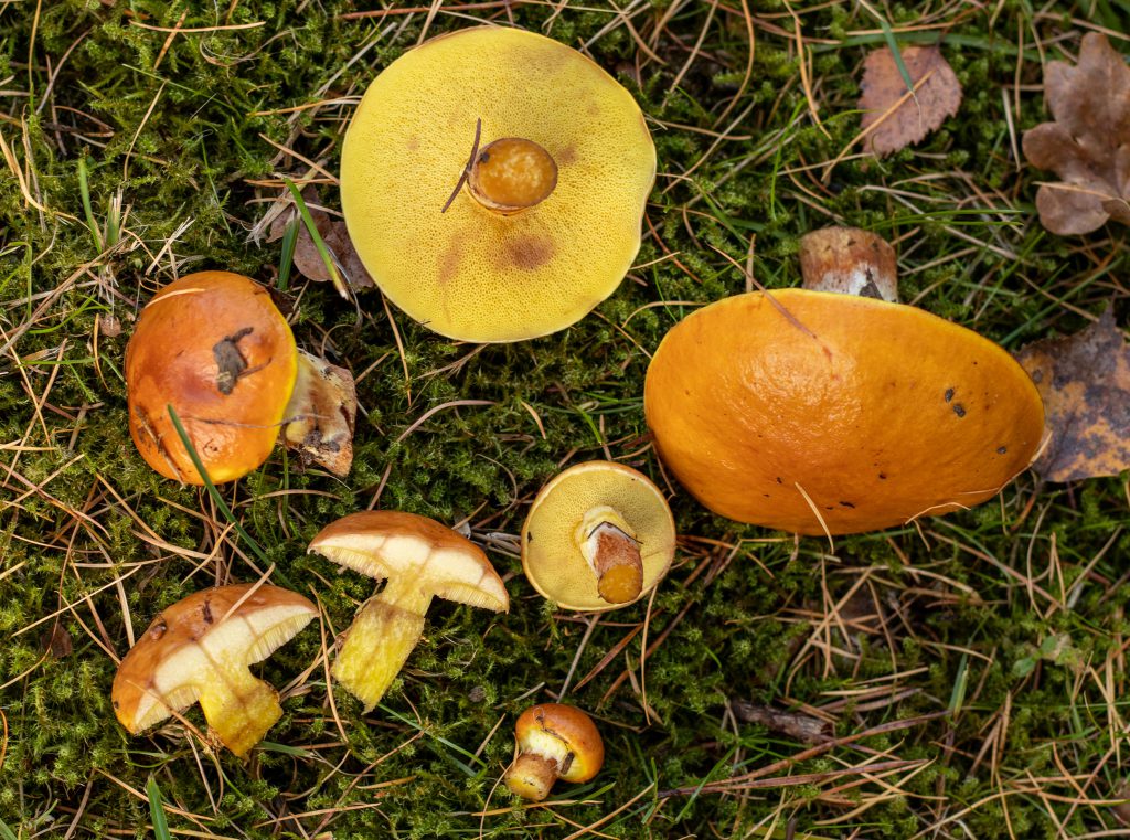 Goldgelbe Lärchenröhlinge