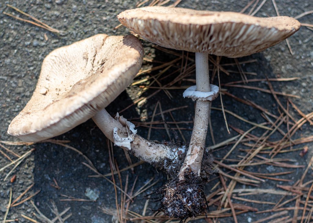 Beim älteren Parasol werden die Lamellen dunkler
