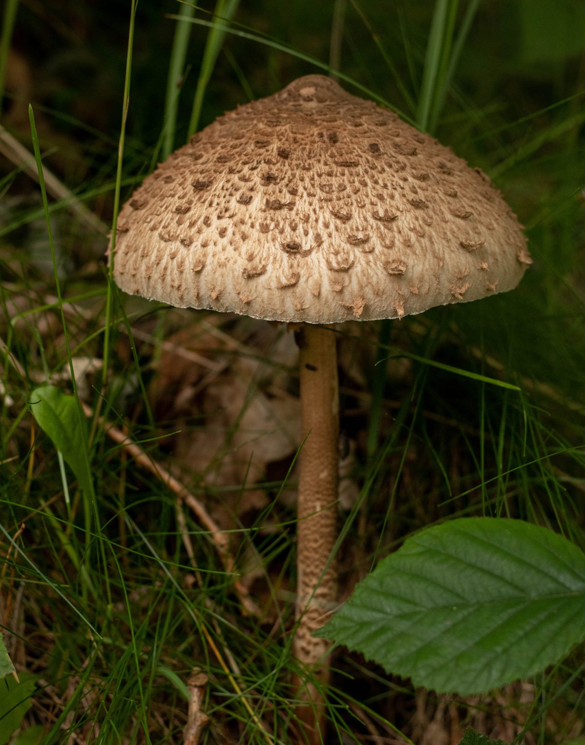Parasol - ein fantastischer Speisepilz