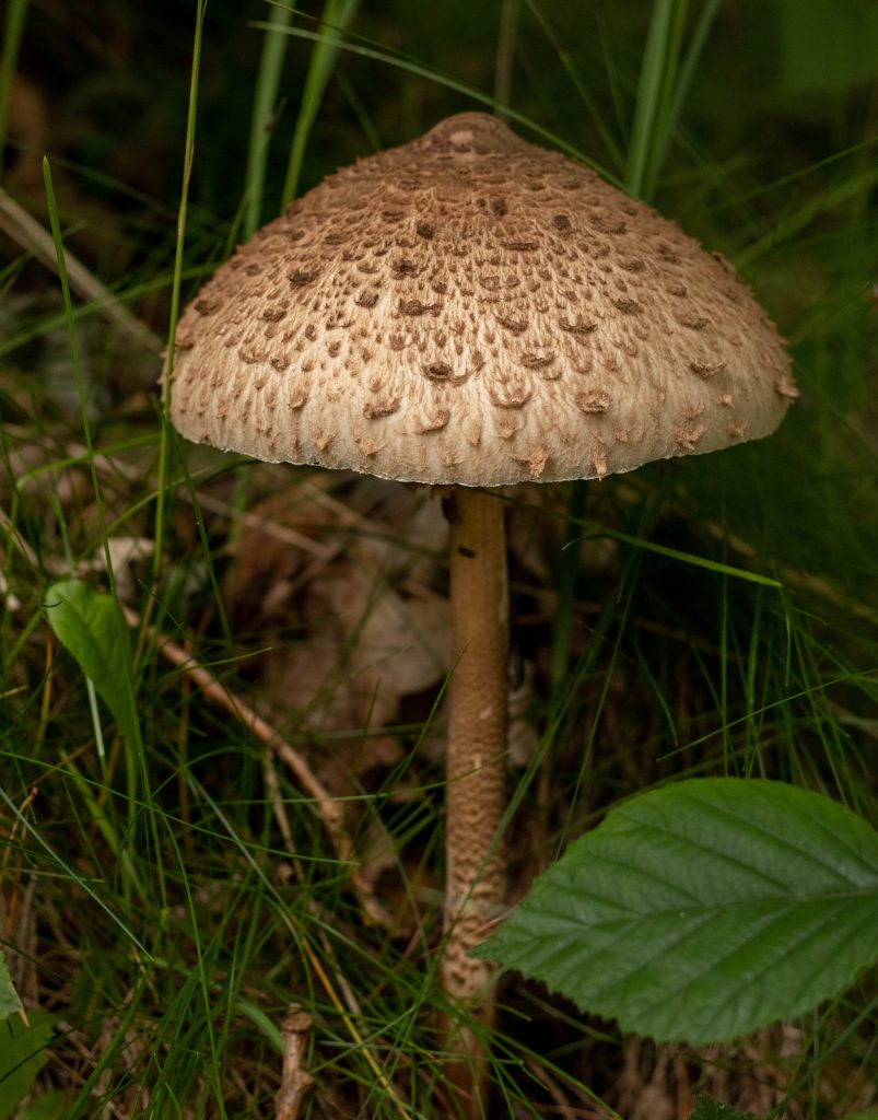 Parasol - ein fantastischer Speisepilz