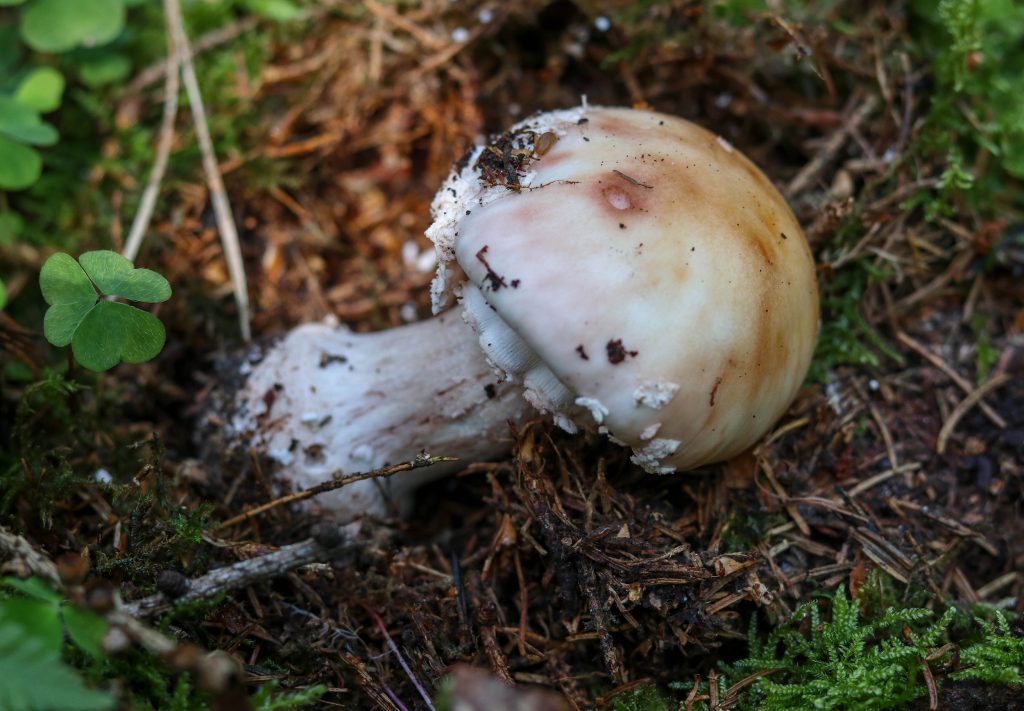 Perlpilz mit wenig Velumresten