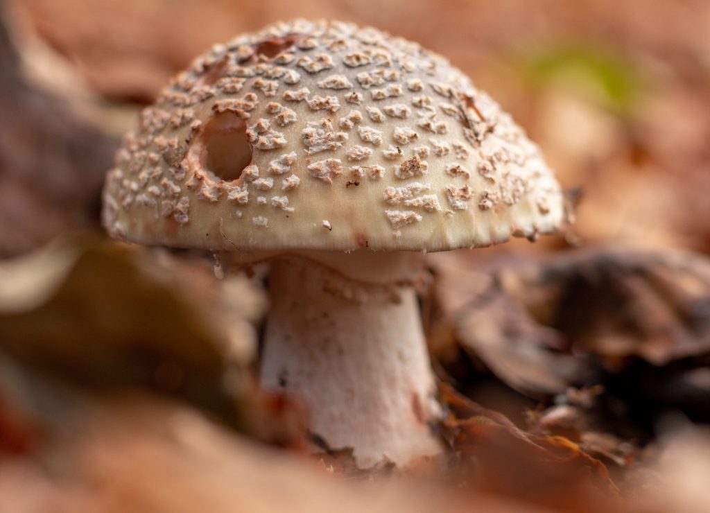 Bei Verletzung wird das Fleisch des Perlpilzes rötlich