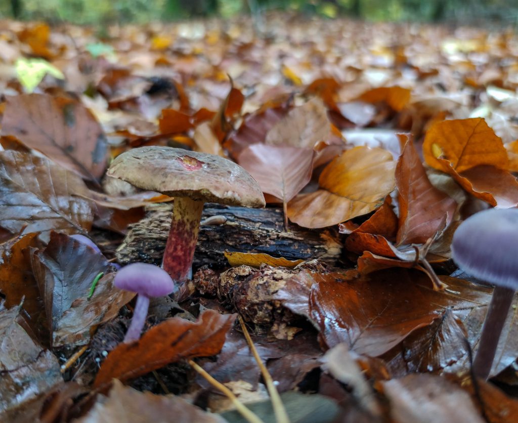 Rotfüßchen und Violette Lacktrichterlinge
