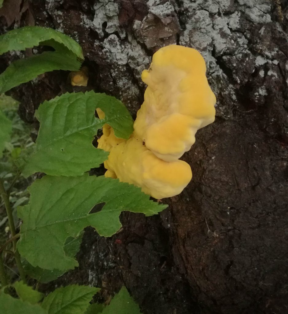 Junge Schwefelporlinge an einem Kirschbaum