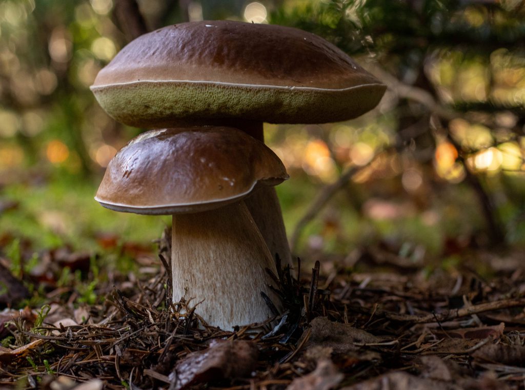 Steinpilz