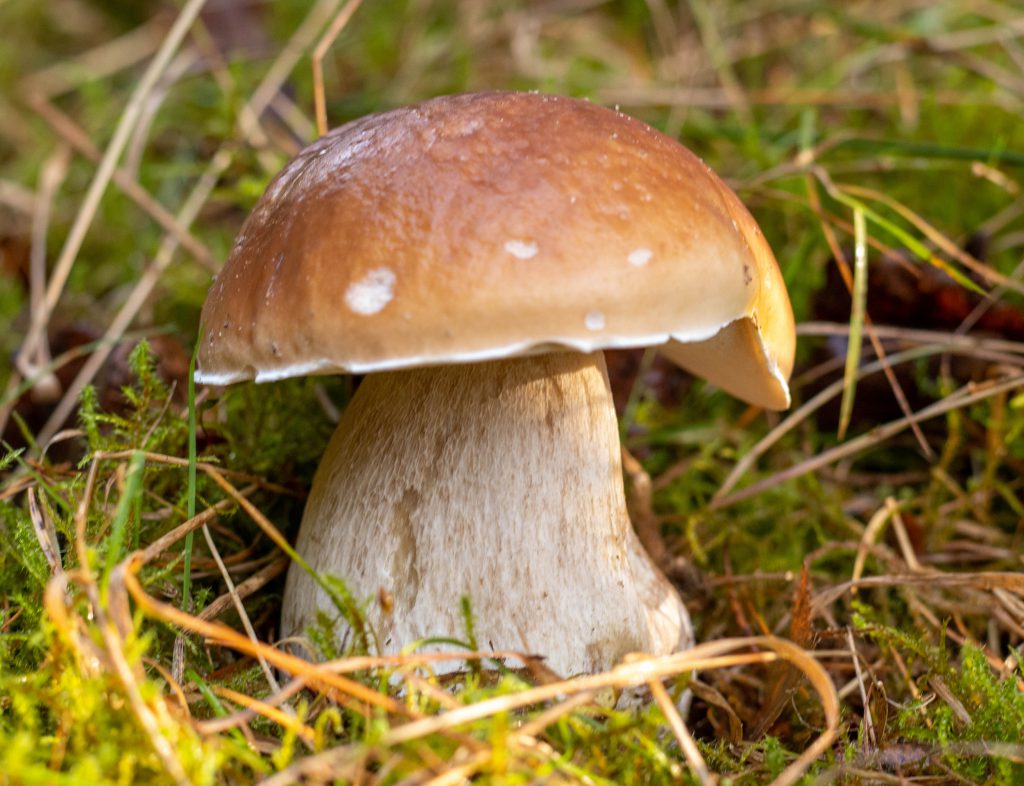 Steinpilz