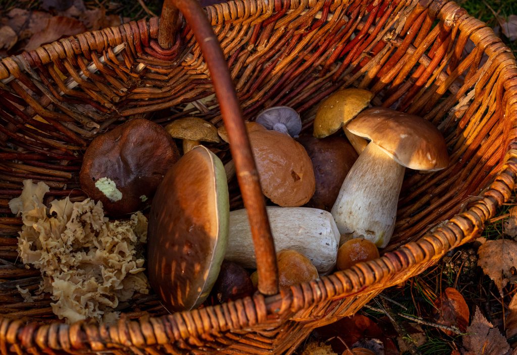 Steinpilz
