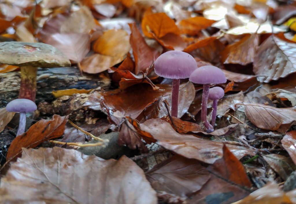 Violette Lacktrichtlerlinge, im Hintergrund ein Rotfüßchen