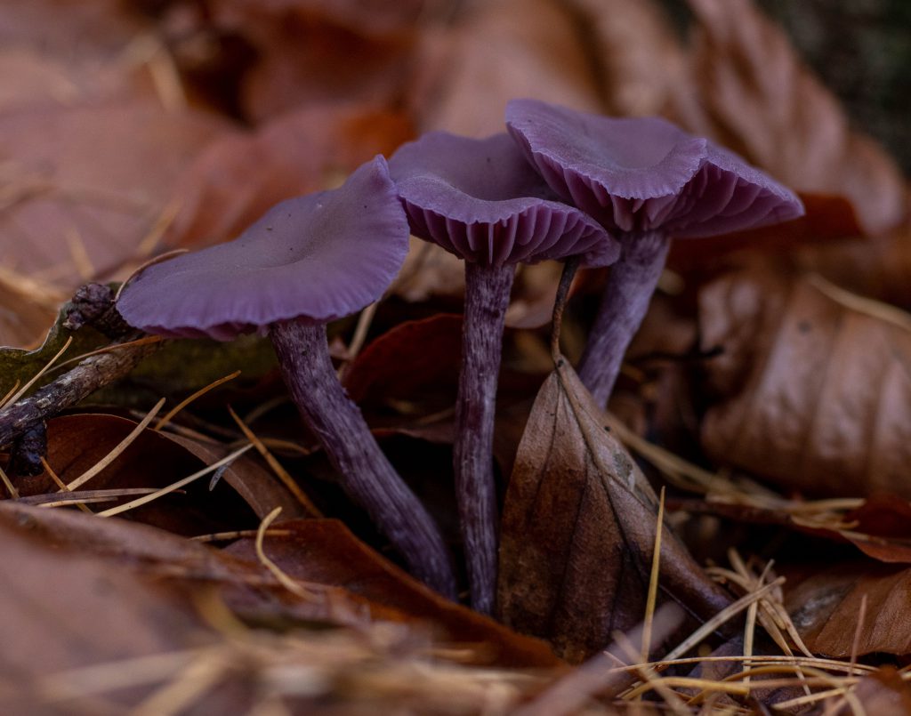 Violetter Lacktrichterling, im Buchenlaub