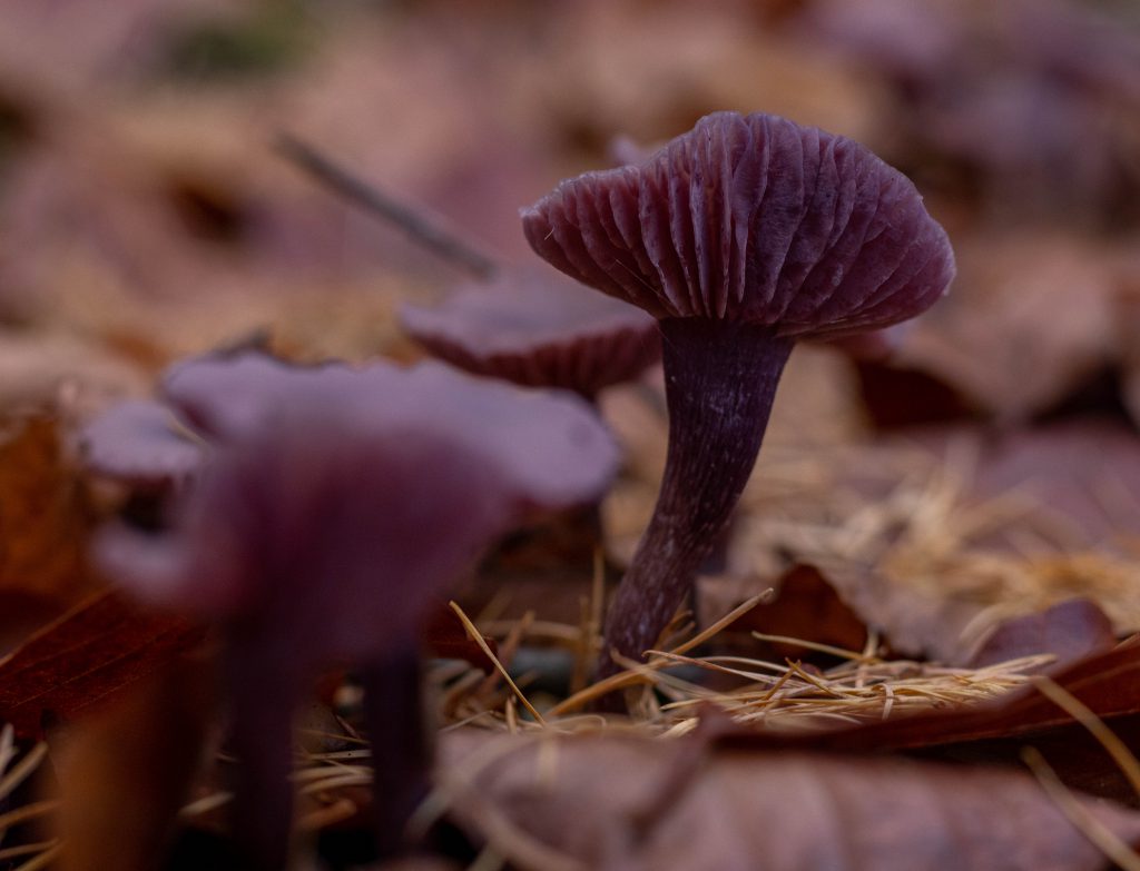 Der Violette Lachtrichterling hat prominente entfernt stehende Lamellen