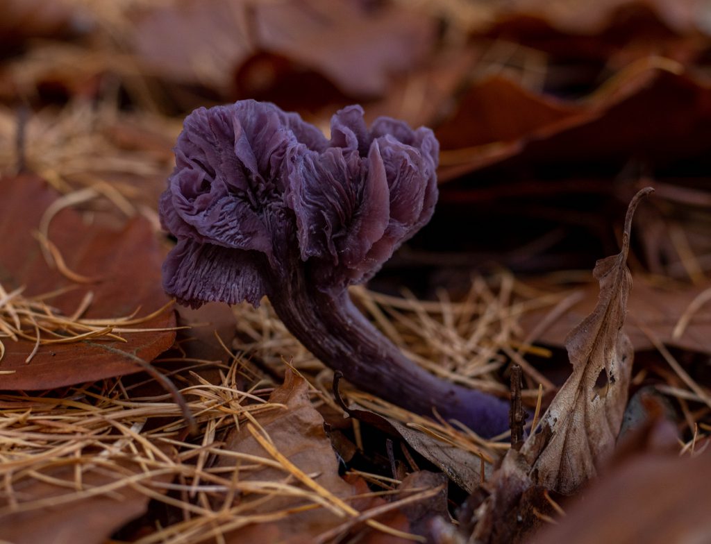 Im Alter wird der Pilz immer trichterförmiger und die Lamellen größer