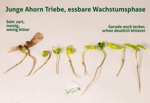 Junge Ahorn Triebe, in dieser Wachstumsphase sind sie genießbar