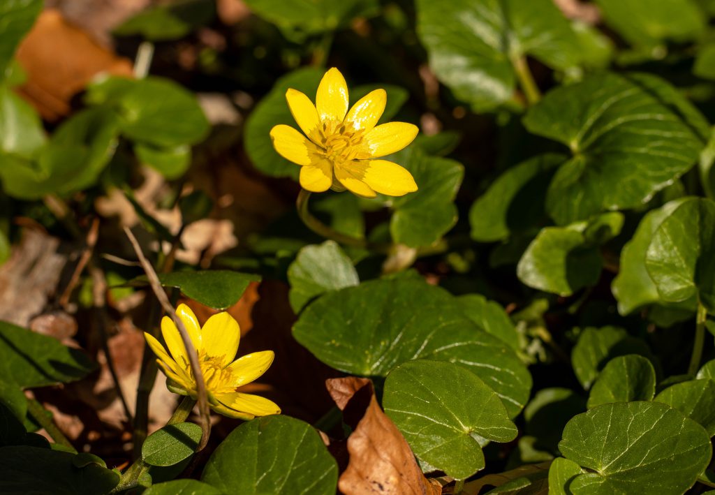 Mit seinen leuchtend gelben Blüten gehört es zu den Frühblühern