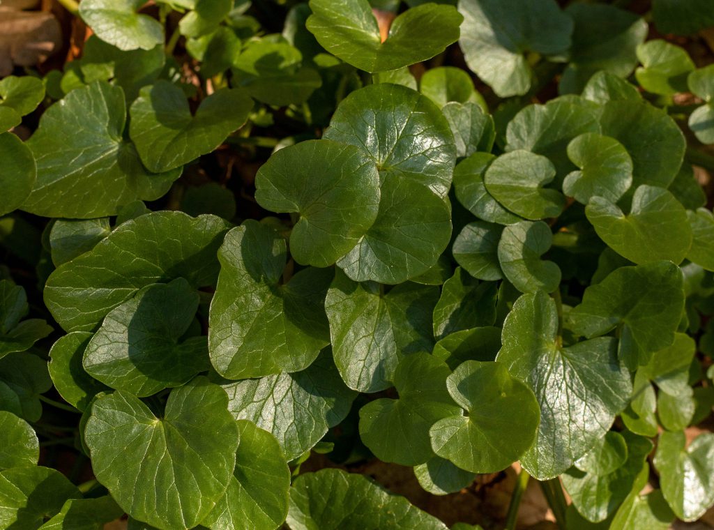 Junges Scharbockskraut, vor der Blüte. So kann man es ernten