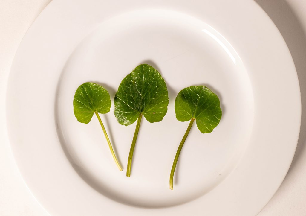 Das Scharbockskraut ist eines der ersten Kräuter, die im Frühjahr wachsen