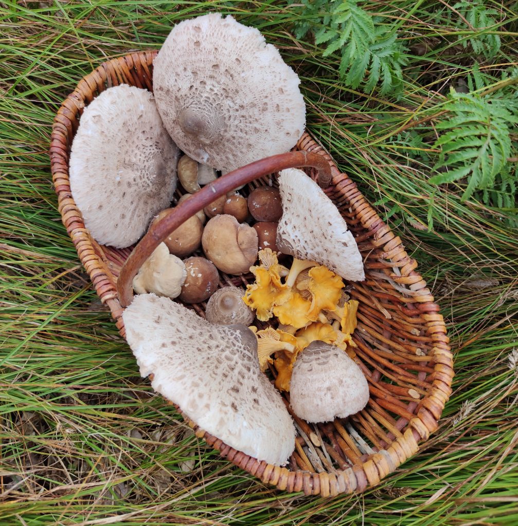 Riesenschirmlinge und weitere Pilze im Pilzkorb