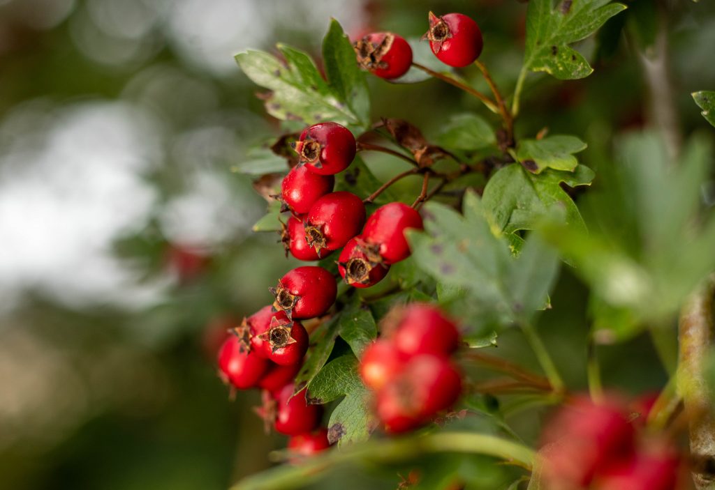 Reife Weißdornbeeren am Strauch
