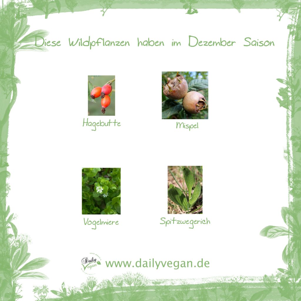 Saisonale Wildpflanzen im Dezember