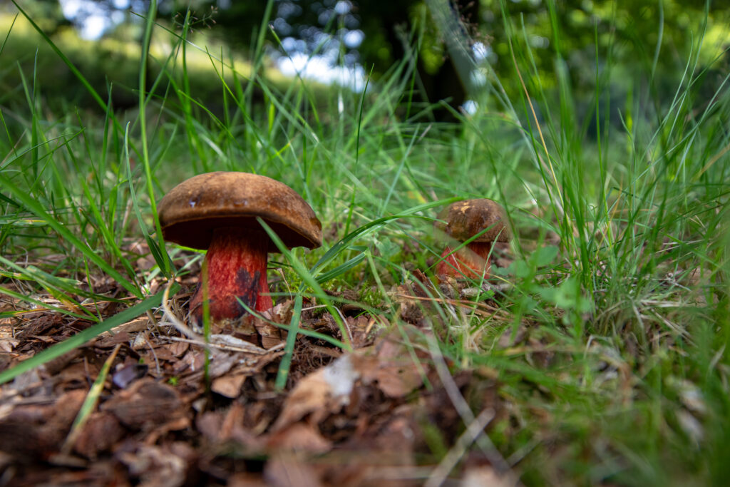 Pilze sammeln: Flockenstielige Hexenröhrlinge im Gras