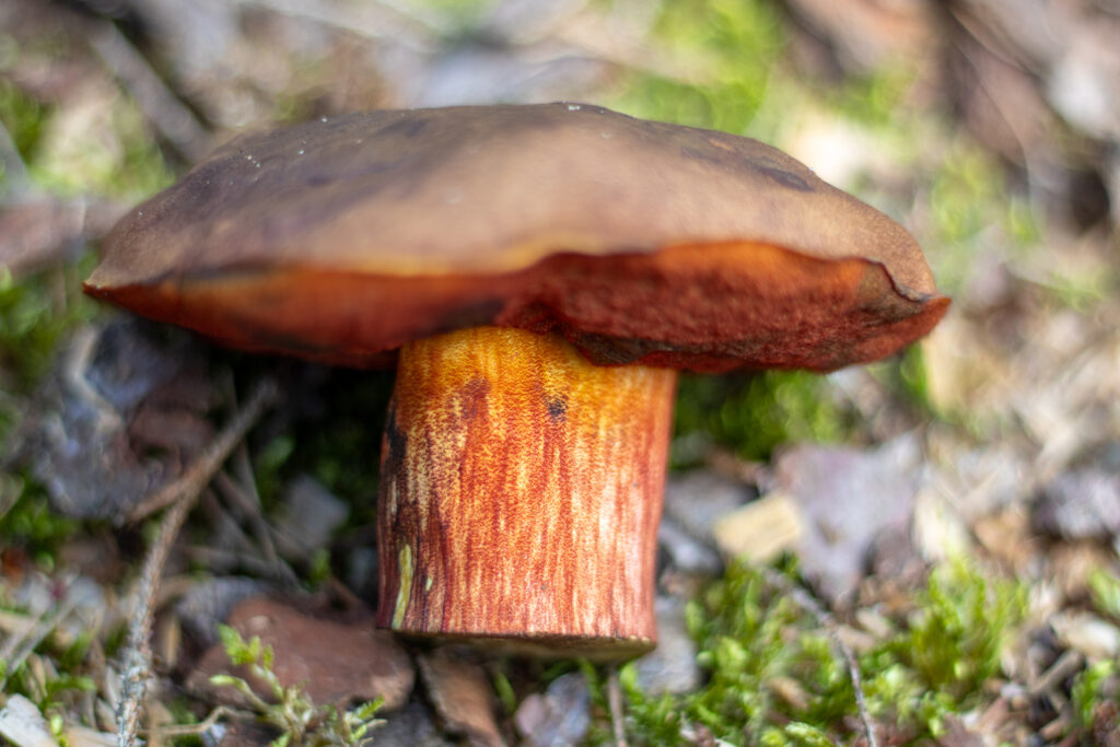 Flockenstieliger Hexenröhrling