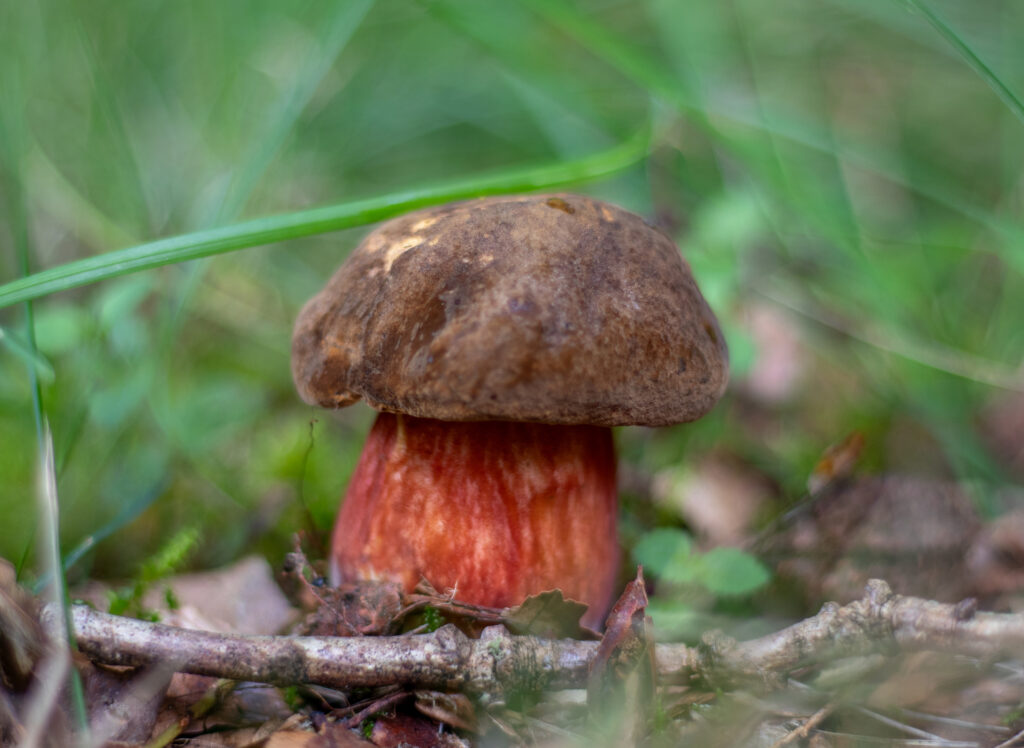 Flockenstieliger Hexenröhrling