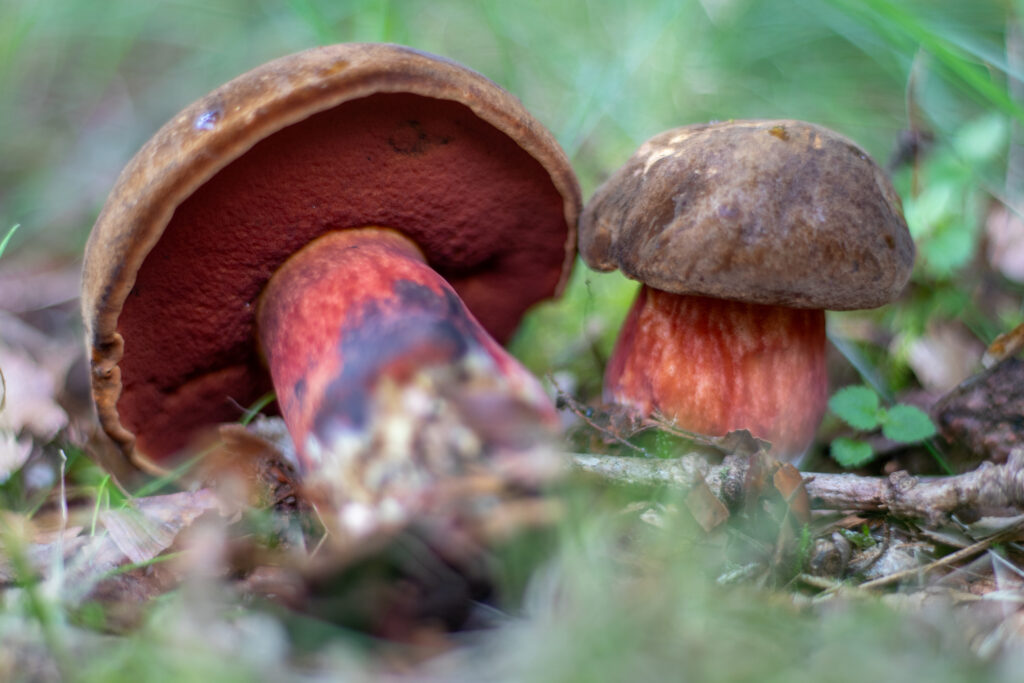 Flockenstieliger Hexenröhrling im Gras