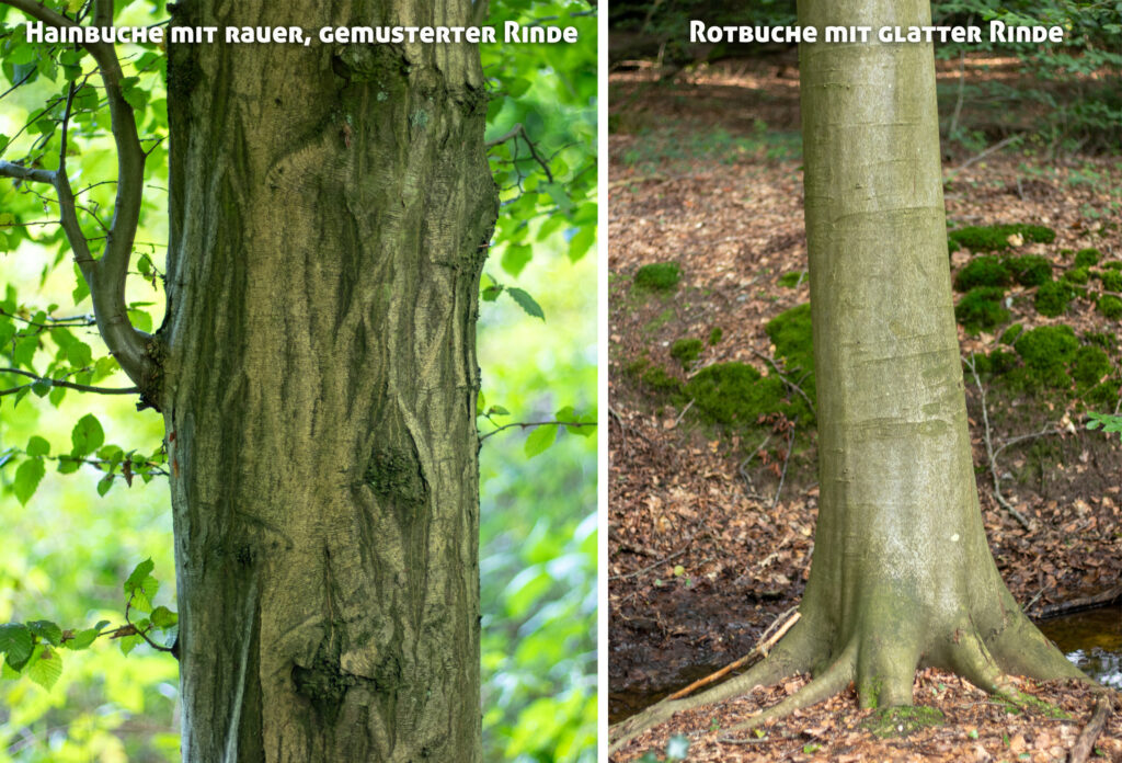 Hainbuche und Rotbuche, Rinde, mit Unterschieden