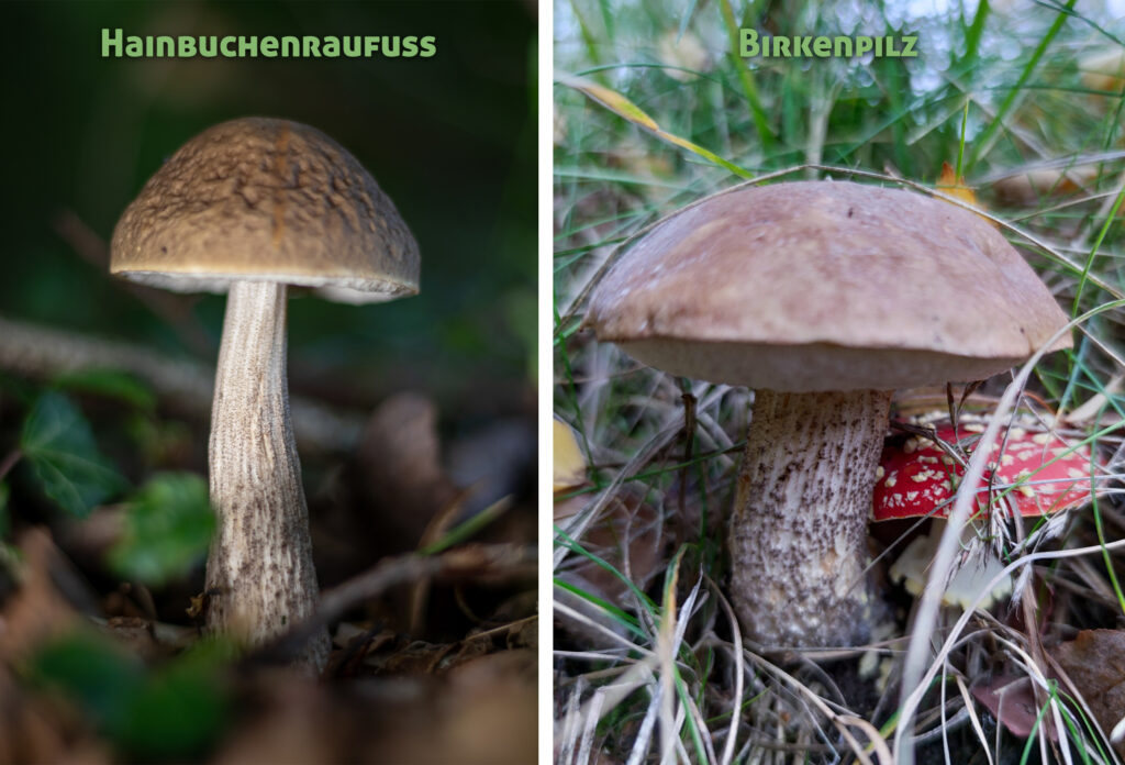Hainbuchenraufuß und Birkenpilz im Verlgeich