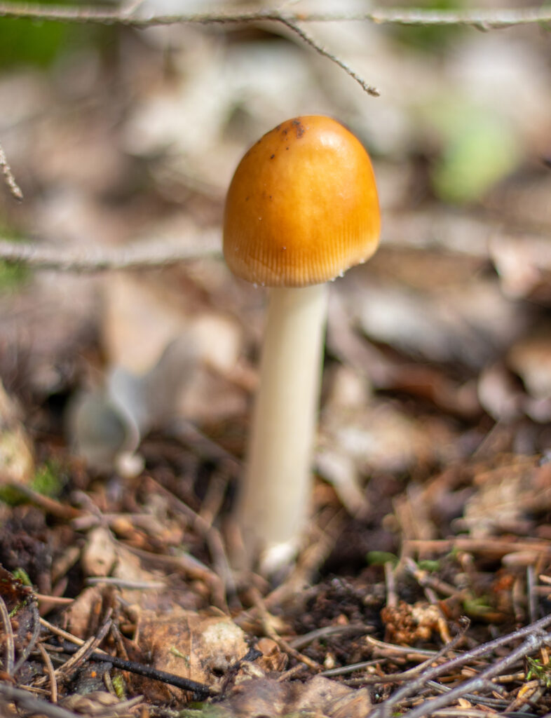 Rotbrauner Scheidenstreifling, Pilze bestimmen