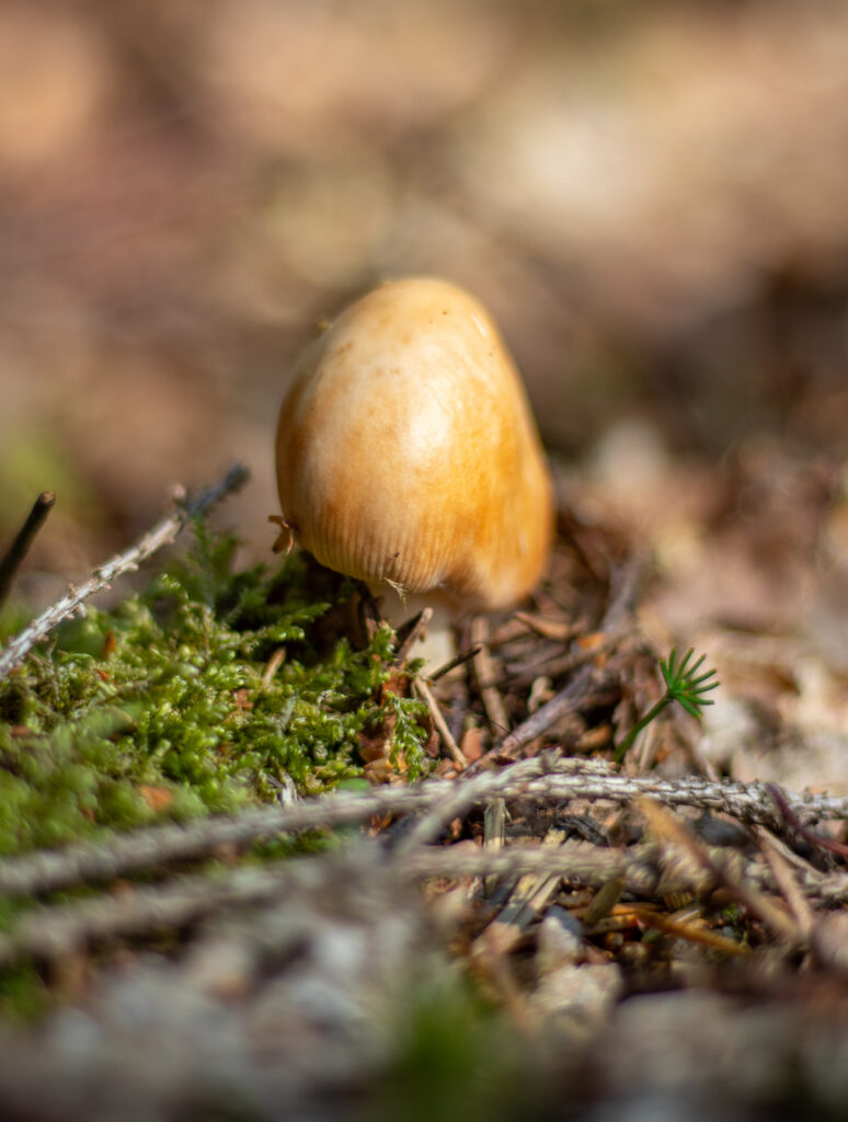 Rotbrauner Scheidenstreifling, Pilze bestimmen