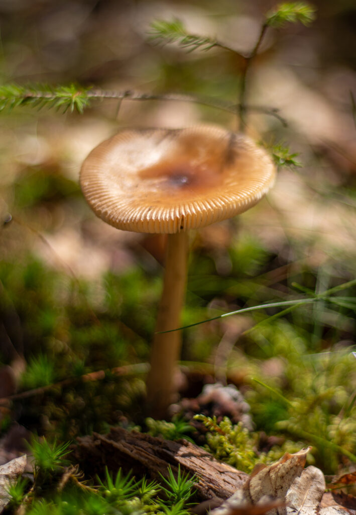 Rotbrauner Scheidenstreifling, Pilze bestimmen