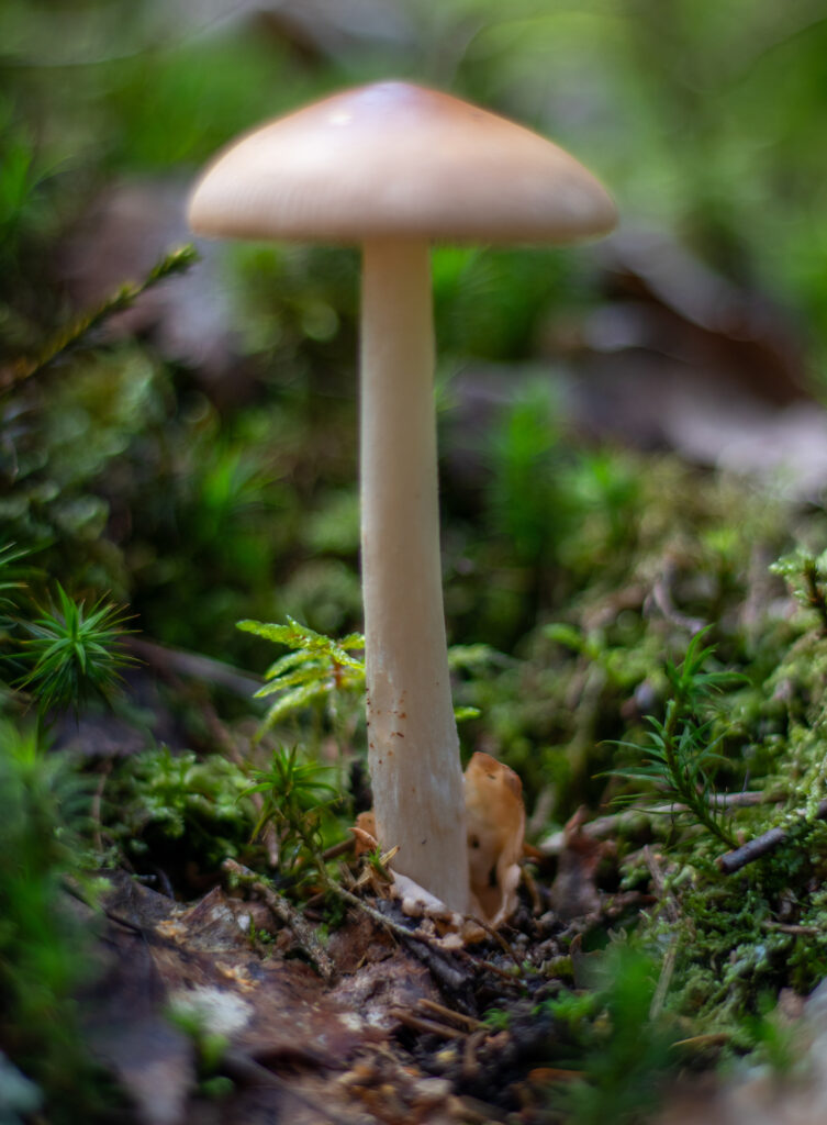 Rotbrauner Scheidenstreifling, Pilze bestimmen
