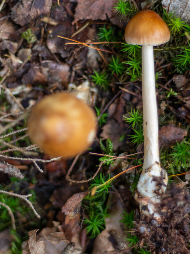 Rotbrauner Scheidenstreifling, Pilze bestimmen